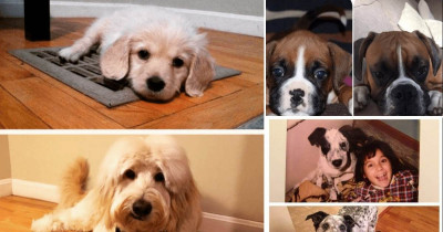 Transformation Pupper to Doggo Pictures That Are the Sweetest