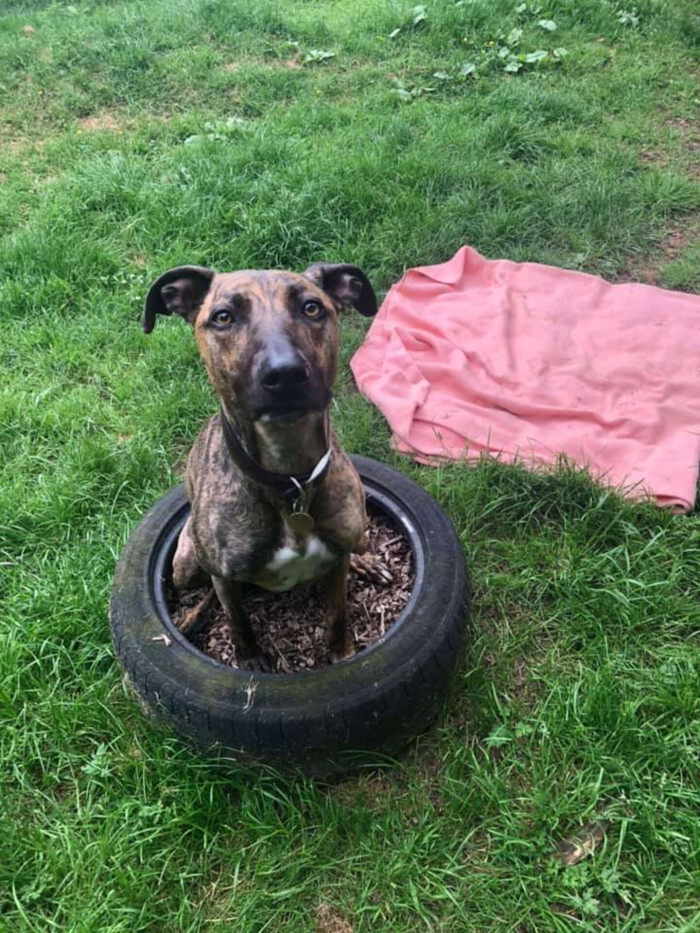 “Sue is a sweet and clever pup who can get a little overexcited at times, so she would benefit from owners who can continue her training,” Jones stated.
