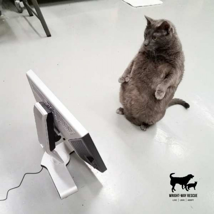 Chubby potato-shaped cat named Bruno looking up indoors, seeking a home