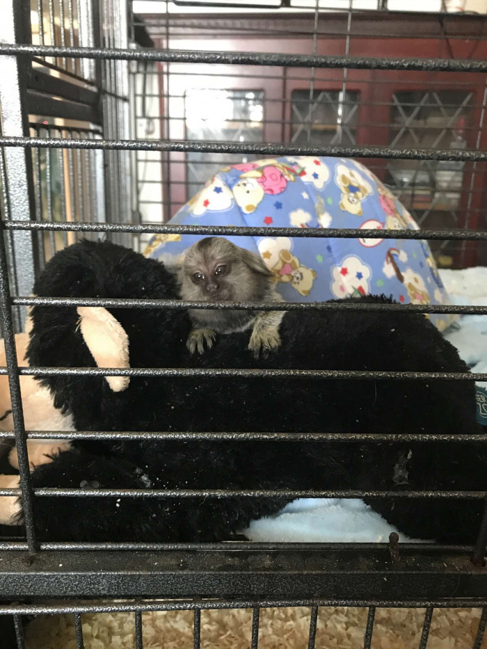 An inspector of RSPCA, Jack Taylor, said,