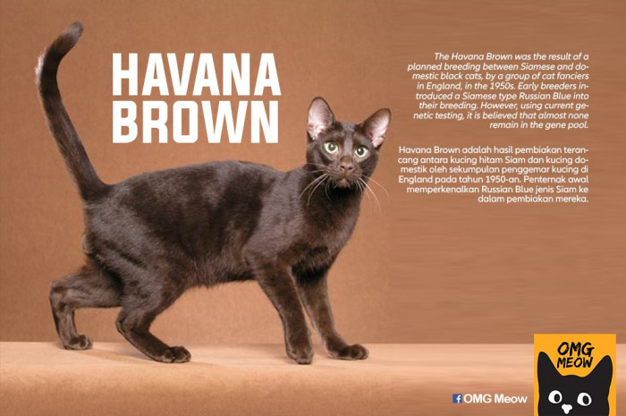 23. Havana Brown