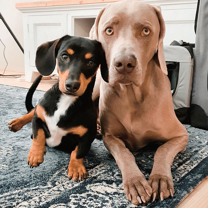 “Everywhere Arnold walks, Frank will follow”