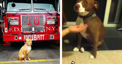 Overly Dramatic Pit Bull Falls Over During A Nail Trimming Captured On Video