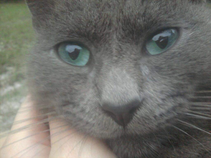 "A cat I had years ago named Digit."