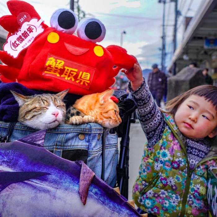 The cats have also been to some of Japan’s most iconic landmarks.