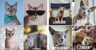 Hysterical Cat Submissions To The Dolly Parton Challenge