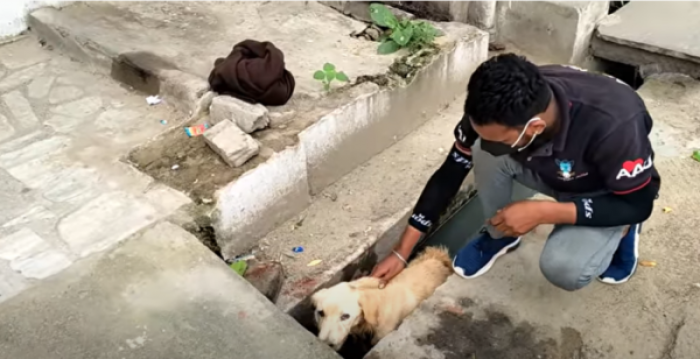 The poor dog was found standing in this narrow sewer