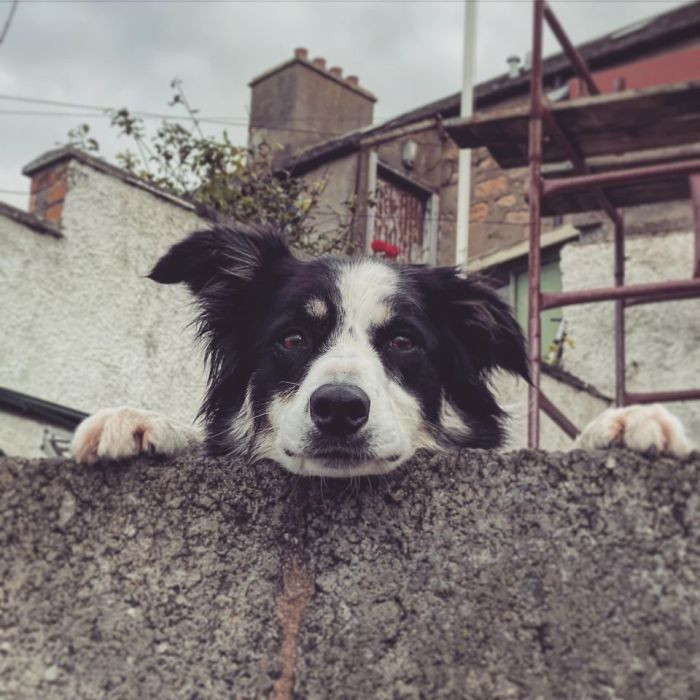 18. "Found this good boy peeking over a wall down by the sea in Scotland..."
