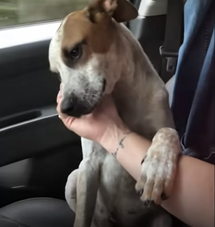 It was enough for the kind lady to give these poor pups the freedom they needed.