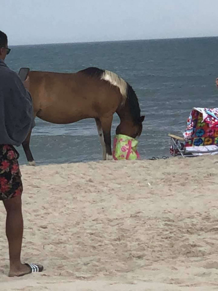 The other tourists were just enjoying the sight of horses dragging away the coolers.