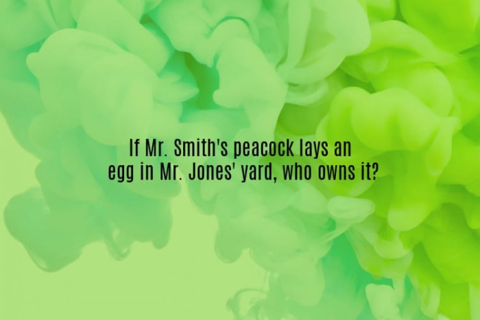 #4. Mr. Smith's peacock.