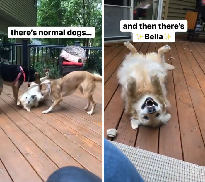 43. Why do you have to be so cute, Bella?