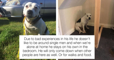 Dog Owner Built His Special Rescue Dog An Awe-Inspiring Space And It's Super Impressive