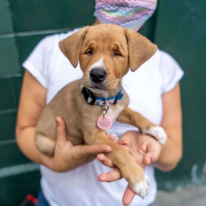 The puppy with squinty eyes.