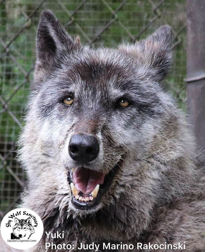 About the Shy Wolf Sanctuary
