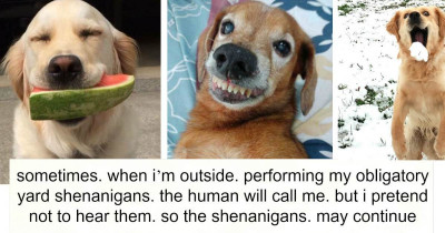 Tweets From The 'Thoughts Of Dog' Twitter Account To Make All Dogs Think