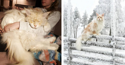 Maine Coon Cat is Seriously Huge, and That's Why He's Becoming the Latest Internet Sensation We're Obsessed With