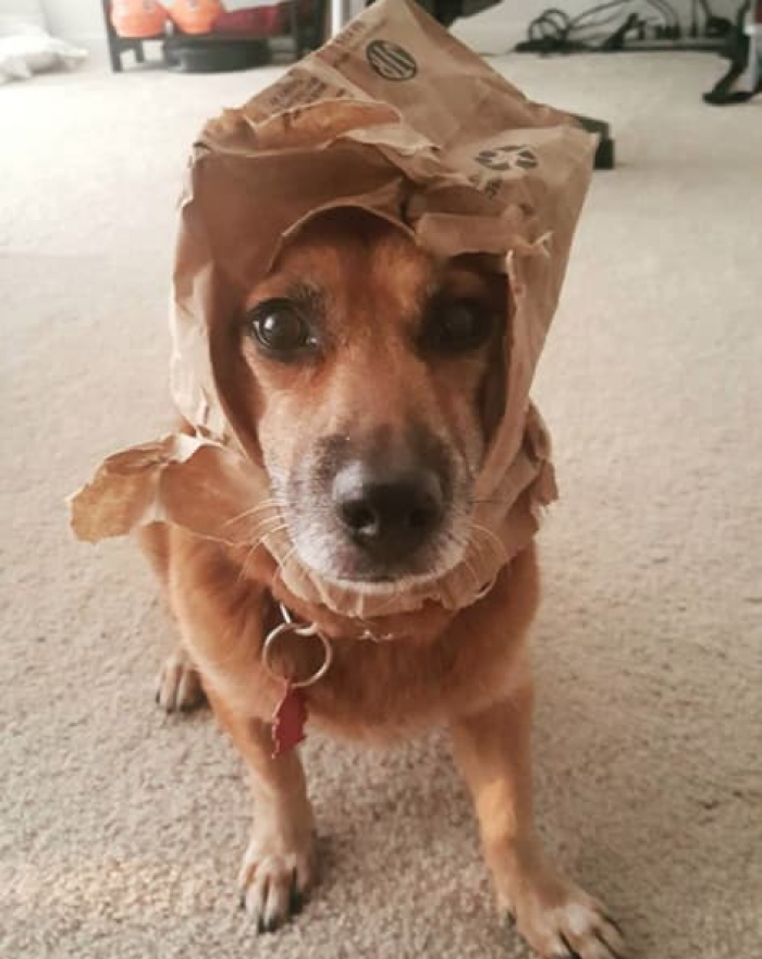 The dog became stylish overnight, with a bag hat to show for it.