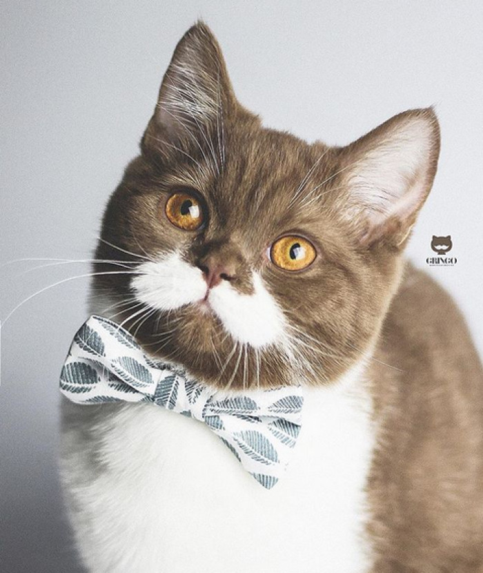 It's my pleasure to introduce to you: Gringo the Moustache Cat