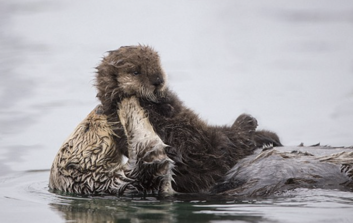 I may die from the cuteness