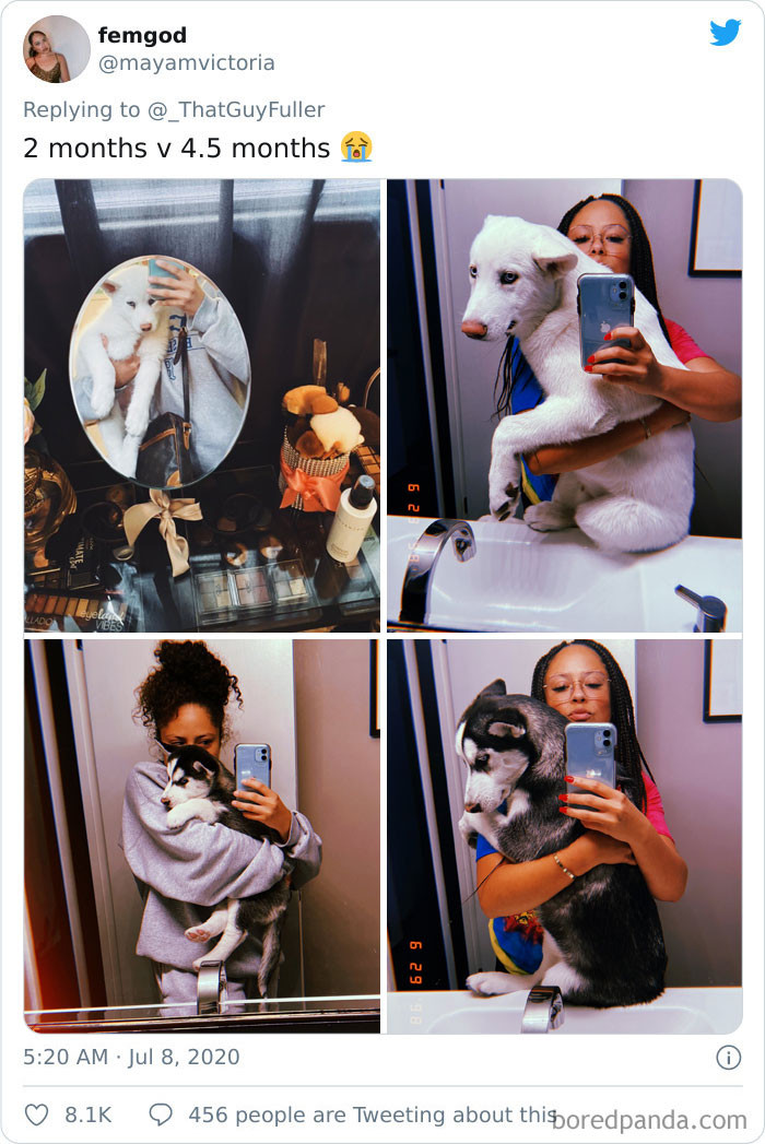 Shaggy puppy in same sweatshirt, now looks like different dog.