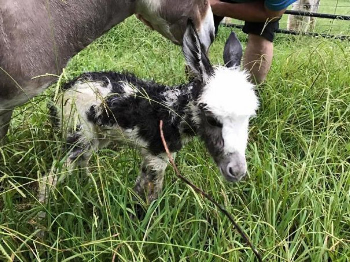 Brand new baby mini-donkey!