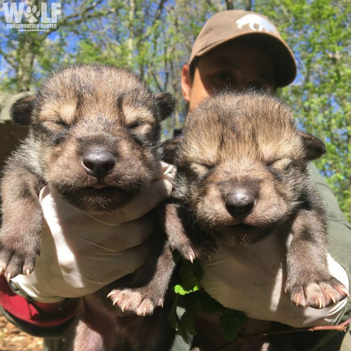 2 of the 3 pups from Trumpet's first litter