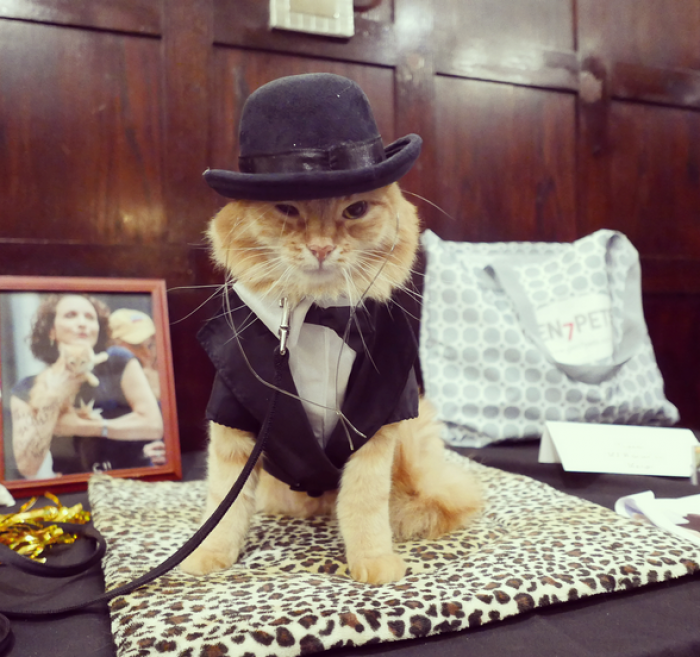 Cat show entrant named Sake, dressed in 1920s themed style
