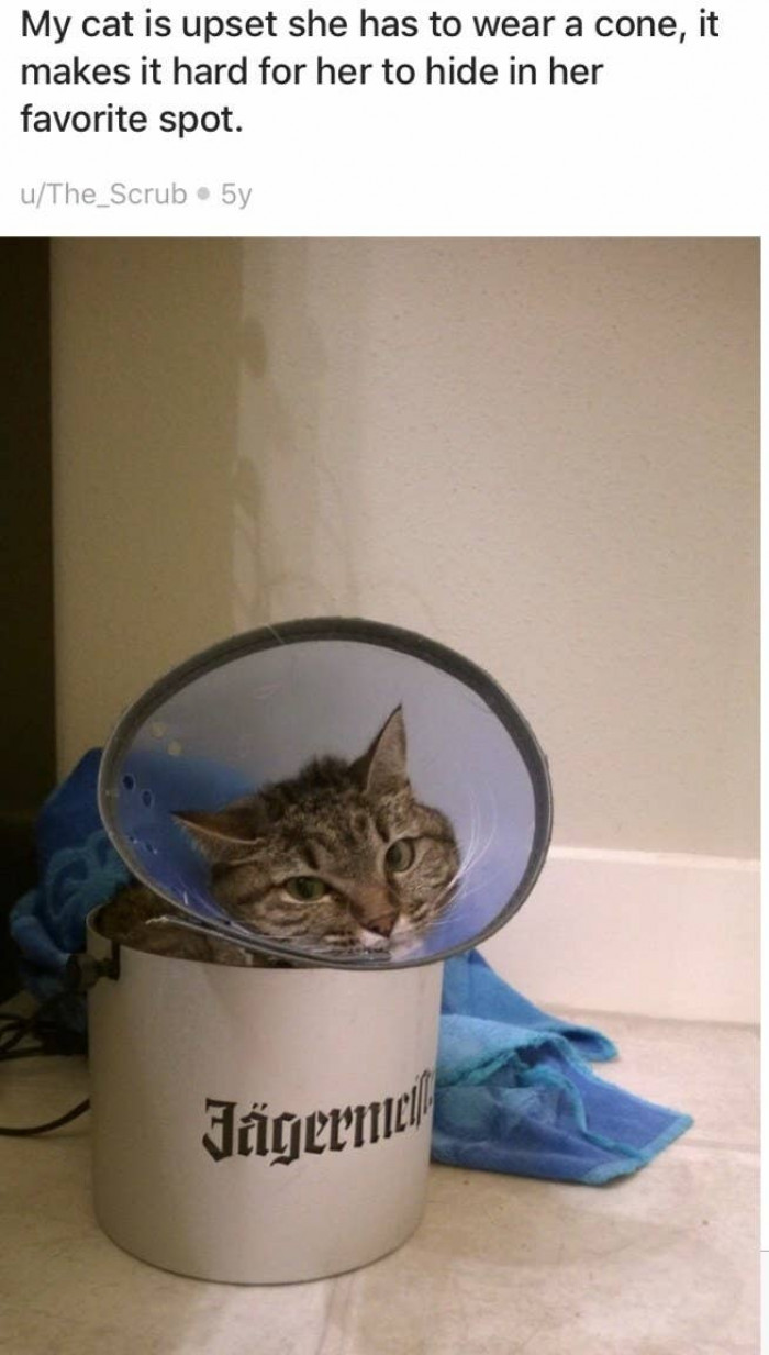 8. The Cone of Shame?