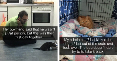 These Are The Funniest And Best Cat Posts Of The Week