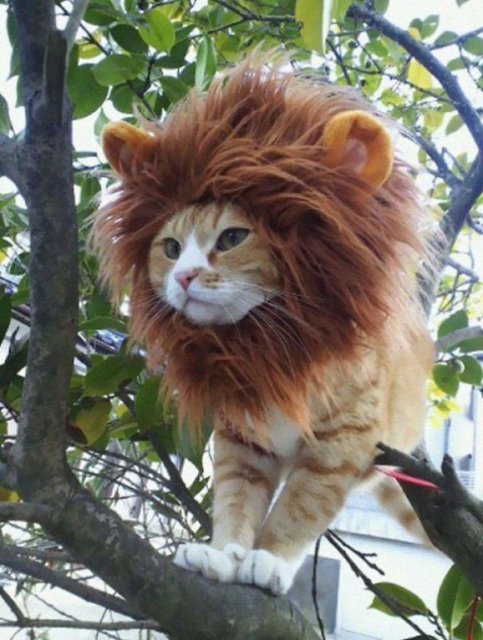 The Lion King