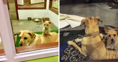 These Shelter Dogs Are Sticking Together in the Pound in Hopes That Someone Will Adopt Them Together