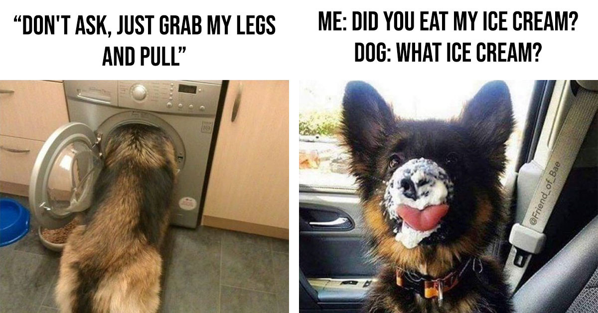 German Shepherd Memes That Will Make You Laugh Harder Than You Should