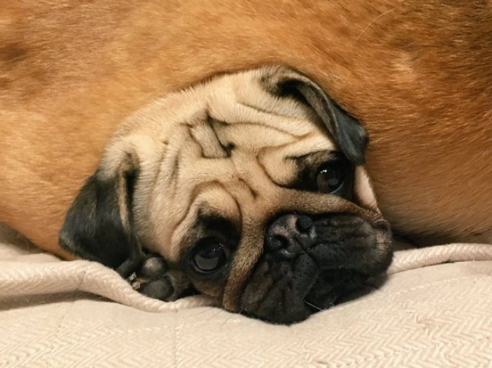 Two dogs cuddle and nap together, snoozing side by side on bedding.