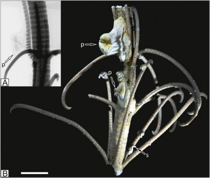 Dry specimen of Metridioidea on the stalk of a crinoid Metacrinus rotundus.