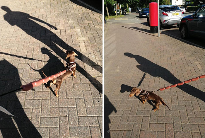 This man found a perfect leash for his little Dachshund at the local charity shop.