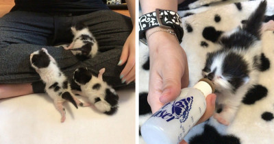 These Kittens Were Rejected From Their Cat Mom But They Found Love While Being Fostered