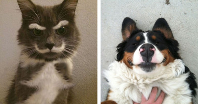 As a Cat, I Can't Even Begin to Fathom Why Dogs Do These Utterly Ridiculous Things