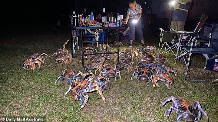 Robber crabs are the biggest land crustacean in the world.