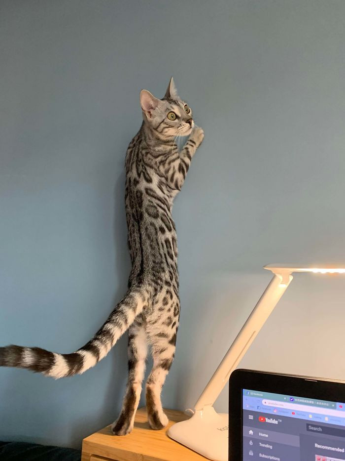 11. "Guys, Look How Long I Can Be"