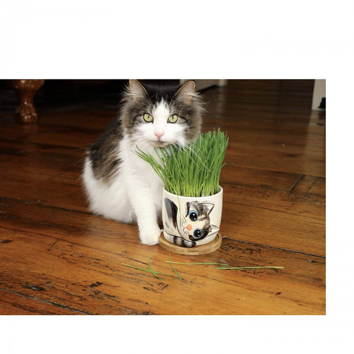 Kitty Pot Planter - Purrfect for Cats
