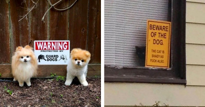 Dogs Behind “Beware Of The Dog” Signs Are Dangerously Adorable