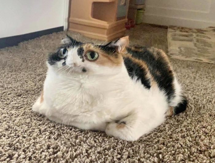 16. Loaf cat.