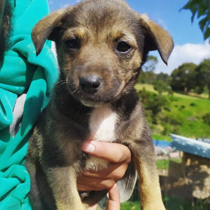 Unfortunately, his new family never showed up and the puppy was devastated