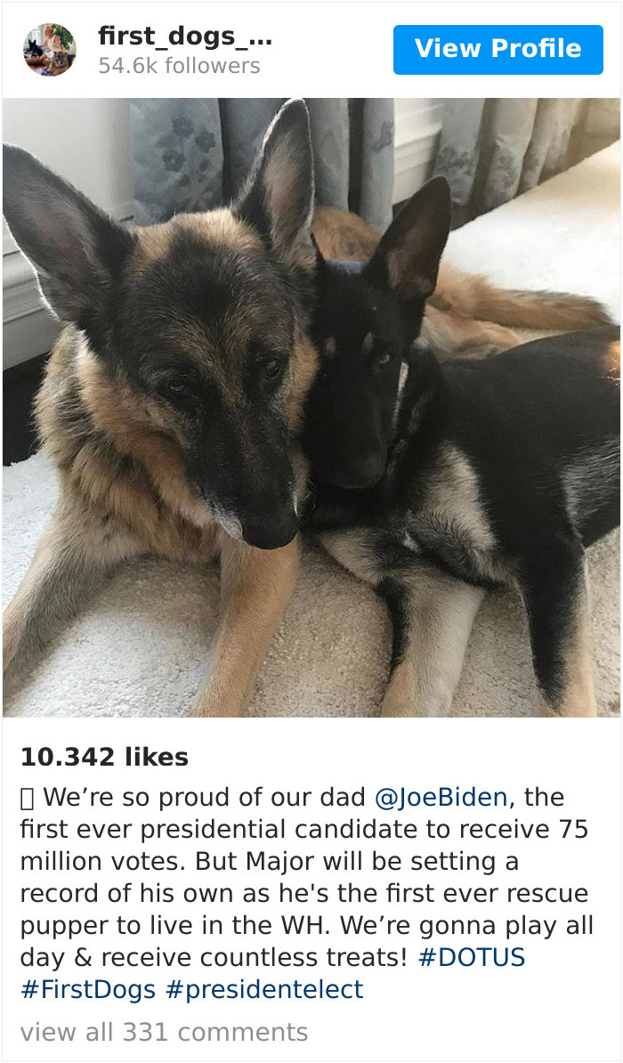 When pressed as to why Trump didn't have a dog or a pet, he told The Washington Post that it would seem "phony."