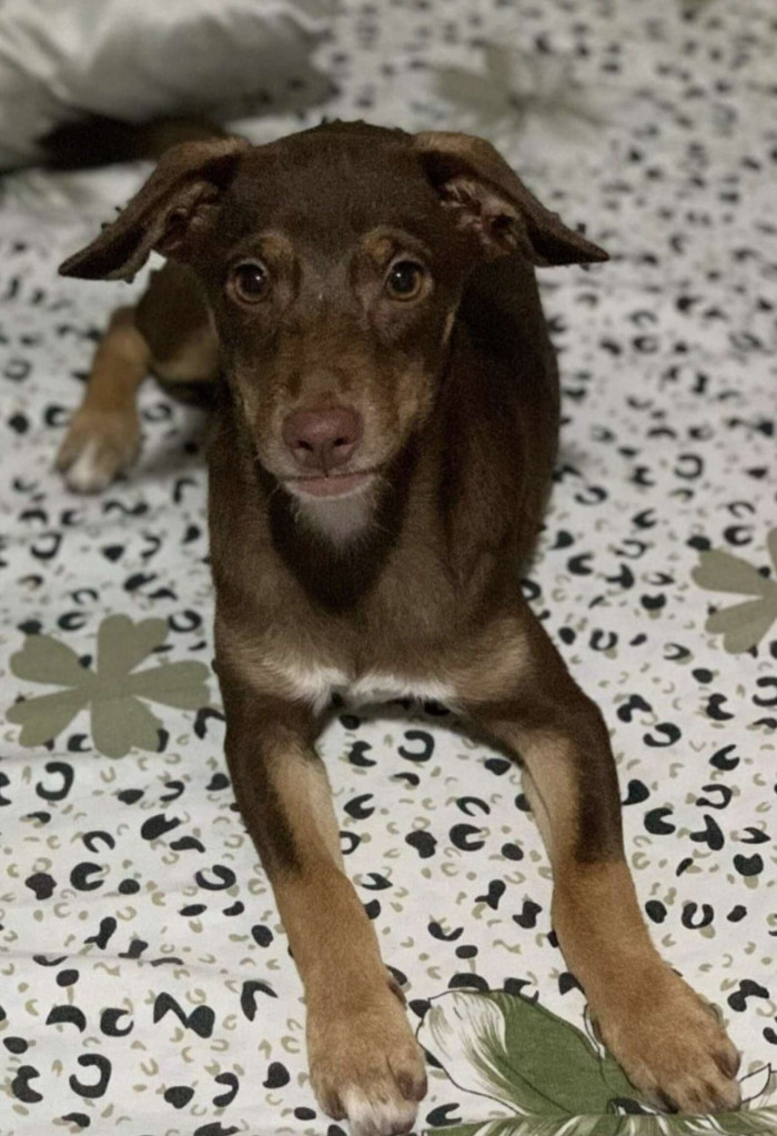 Beltran and his family searched and searched but to no avail. They couldn't sleep as they thought about Brownie.