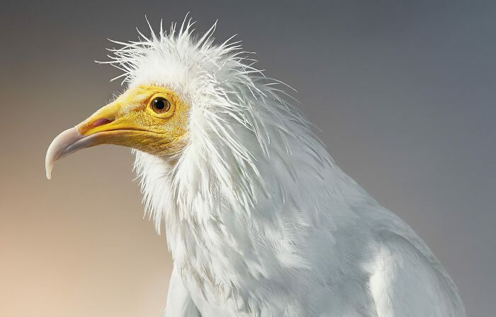 14. Egyptian Vulture