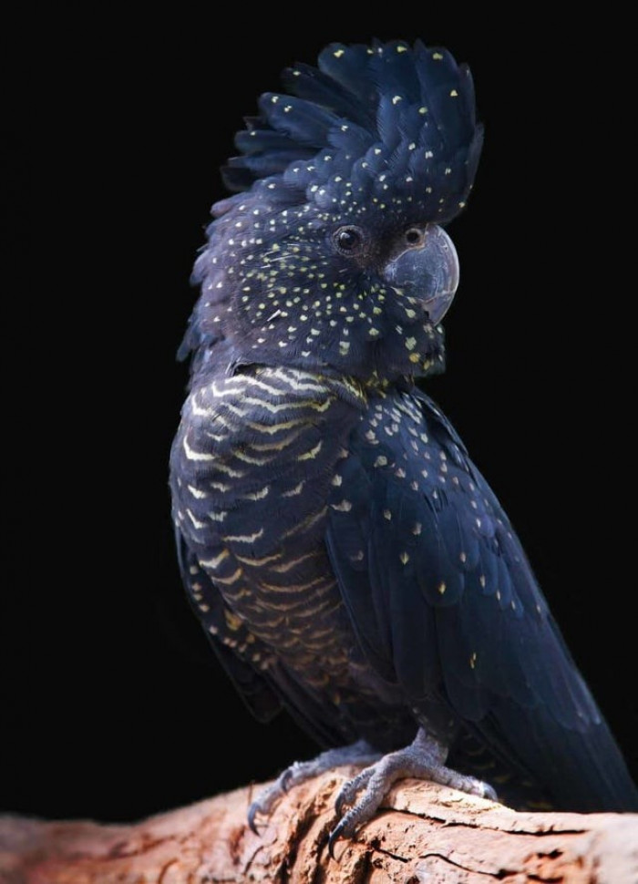 17. Galaxy bird?
