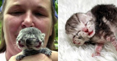 Real Life Two-Headed Kitten Meows From Both Mouths, And He's Adorable