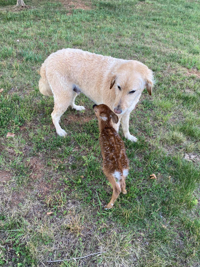 Harley while sniffing the little fawn.